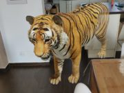 Réalité augmentée : Google propose des animaux 3D à taille réelle